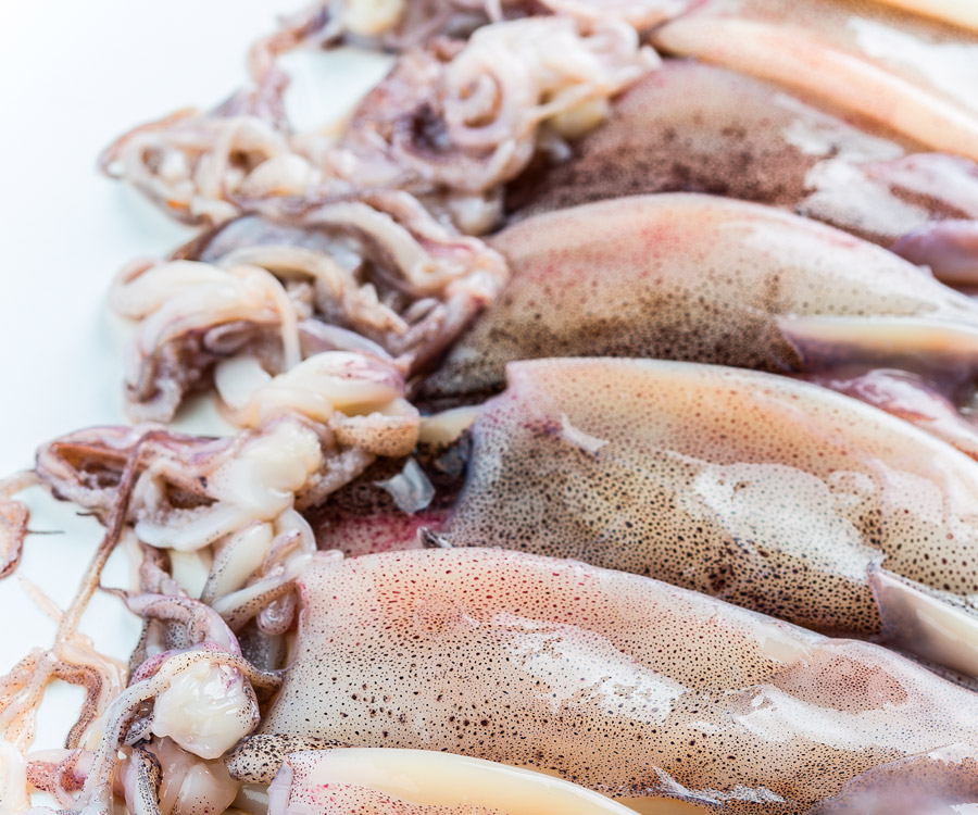 calamares-procesados-o-pulpeiro-frigorificos-rosa-de-los-vientos